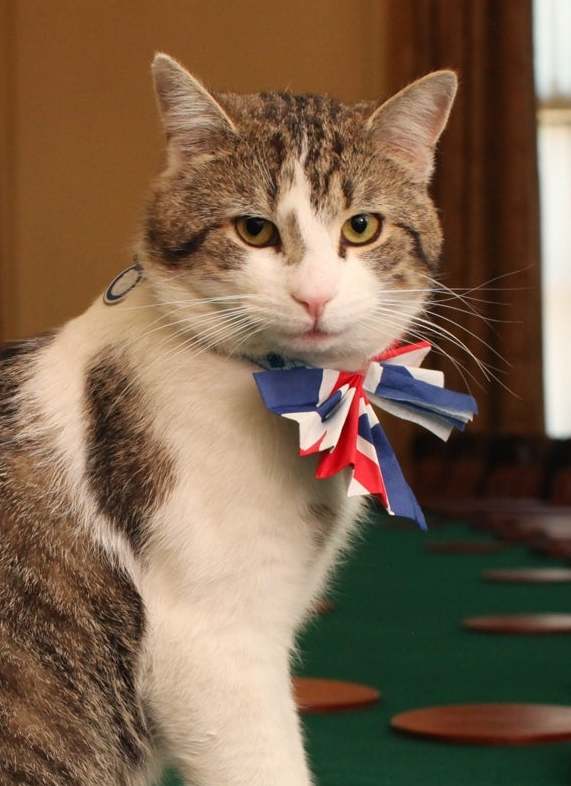 deed-491d-a204-f0e1fcaf2fad-Larry_Chief_Mouser__cropped_.jpg