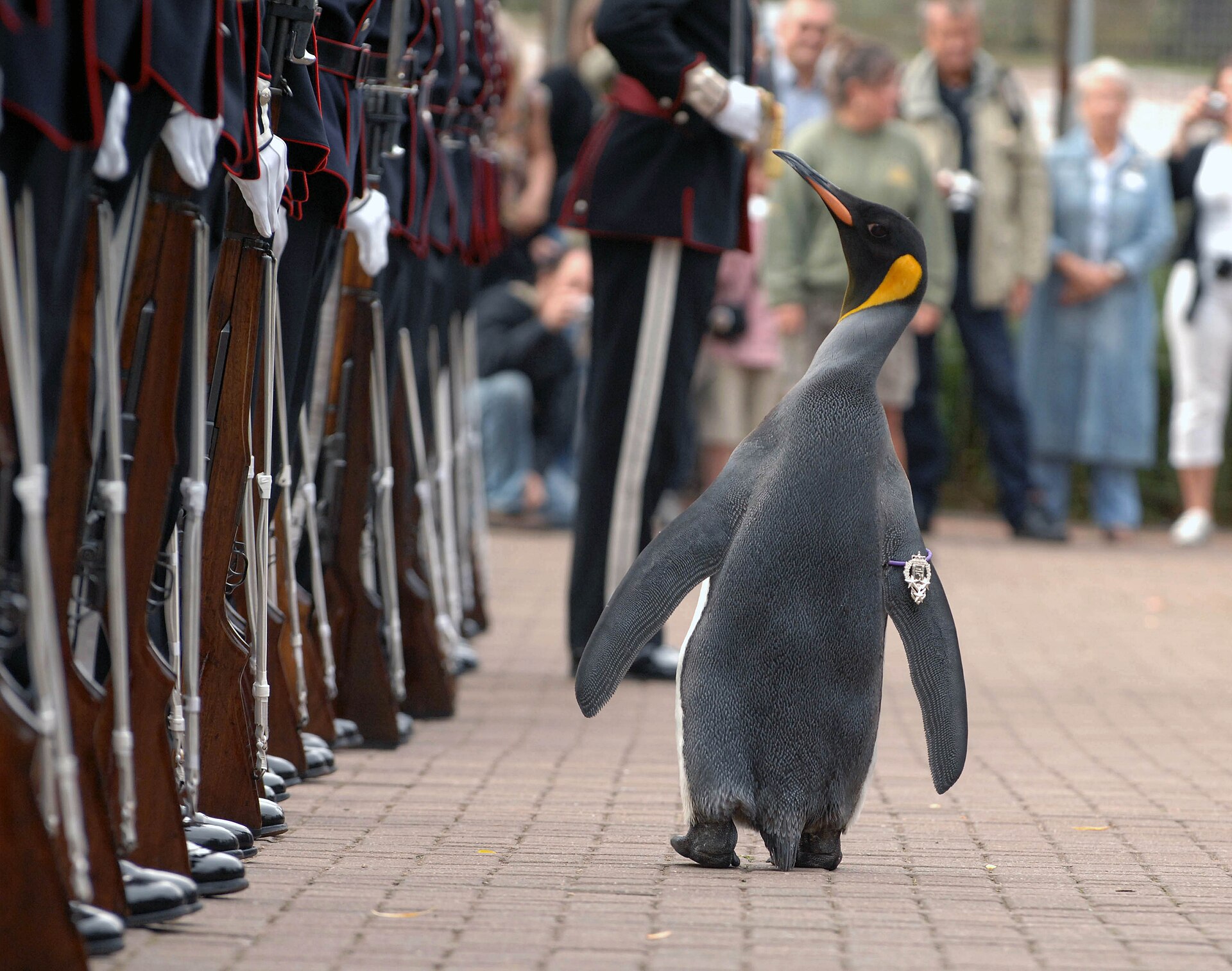 9fc1-47a5-adc4-981b37181937-Nils_Olav_inspects_the_Kings_Guard_of_Norway_after_being_bestowed_with_a_knighthood_at_Edinburgh.jpg