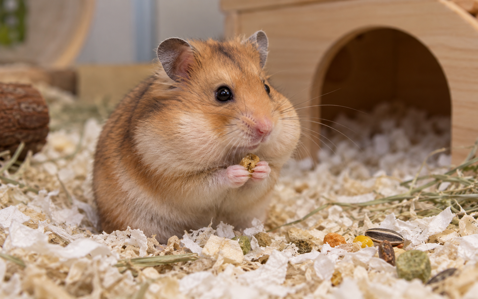 c37f-4231-9754-f42ab6da933d-Syrian_hamster_with_full_cheek_pouches.png